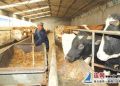 东海县肉牛养殖成农民增收亮点产业