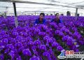 连云港振兴花卉园自主培育的蝴蝶兰盛开迎佳节