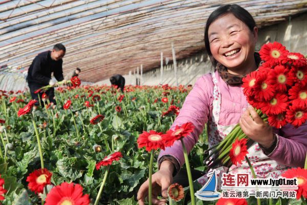 金山镇赵湖村鲜切花基地。目前，该镇已发展花卉种植面积8万多亩，建成现代化阳光温室1.5万个，年产值15亿枝，产值超过4.5亿，带动了600户农民增收。