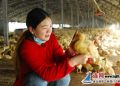 夫妻“鸭保姆”