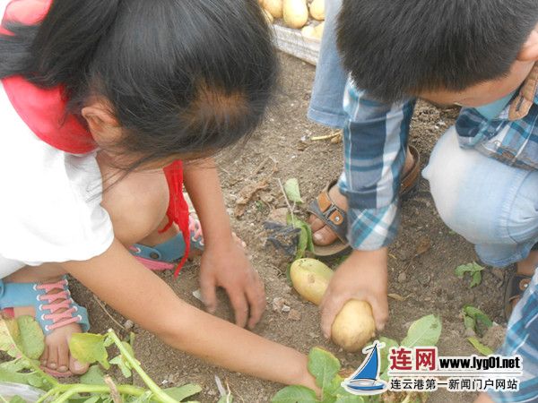 周圩小学开展播种土豆到收获系列实践活动_