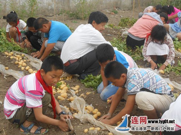 周圩小学开展播种土豆到收获系列实践活动_