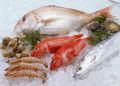夏季食海鲜谨防副溶血性弧菌