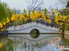 迎春花