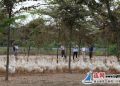 灌南农民林间养鹅拓宽致富路径
