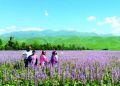 新源县：3200亩香紫苏竞相绽放喜迎游客
