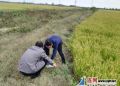 市农委对朝阳街道的水稻产量进行调查