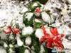 【连网】2016年11月22日，今冬第一场雪降落连云港花果山，山上已默默地裹上了銀裝，宛如仙境，进入童话世界。11月22日5时22分，迎小雪节气。小雪到，北方气温会下降到0℃以下，南方开始进入冬季，这恰好与今年的天气情况相符合。而每年到了这个时候，就要开始下雪了，但雪量不是很大，所以才叫“小雪”。范守梅 赵俊 摄