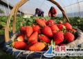 城西镇高岭村村民在大棚里采摘反季节草莓
