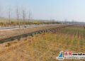 326省道灌南百禄段路域环境整治成效显著