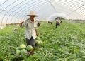 【治國理政新實踐·江蘇篇】高效休閑農業讓小喬圩村集體增收和低收入戶脫貧“兩不誤”
