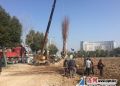 灌南绿化工程进入实施阶段
