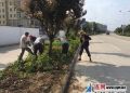灌南碧海公司及时完成常州北路苗木移植工作