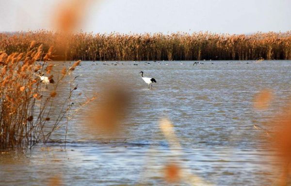 江苏盐城国家级珍禽自然保护区