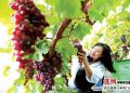 东海万余亩温室葡萄陆续成熟