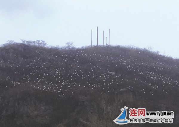 TIM截圖20200315111625
