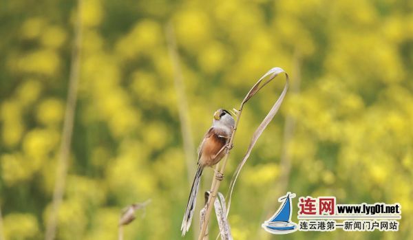TIM截圖20200421112050