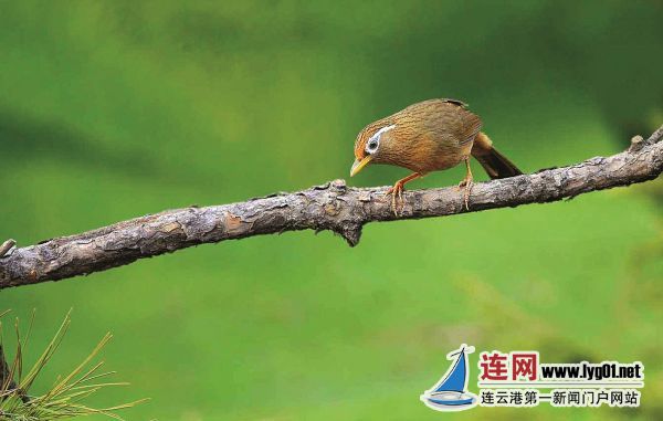 gb22观点b