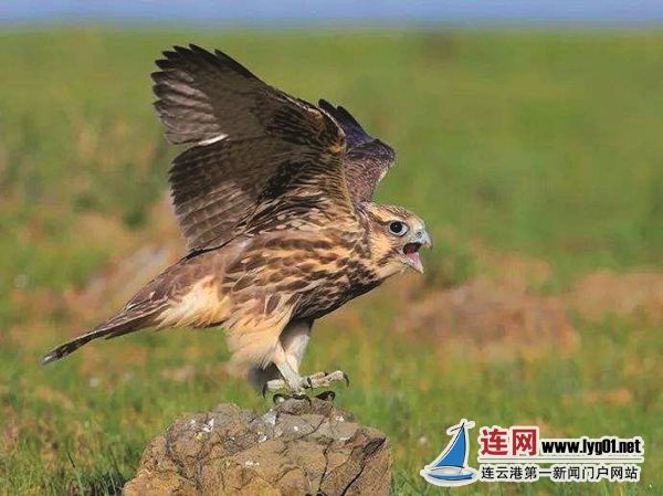 gb22观点c