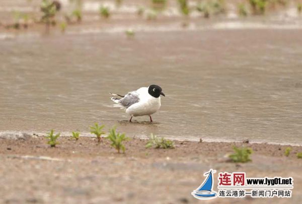微信截图_20200601112408