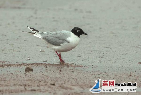 微信截图_20200601112359