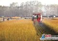 赣榆区40多万亩水稻喜获丰收