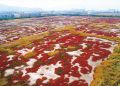 连云港湿地独有的秋景 宛若红色的地毯