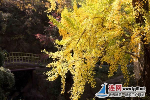 TIM截图20201104171006
