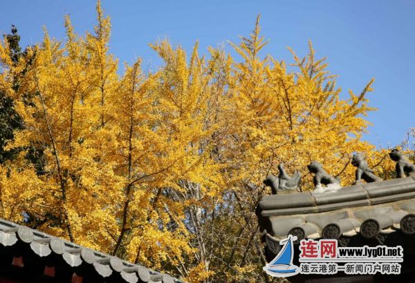 TIM截图20201104171022