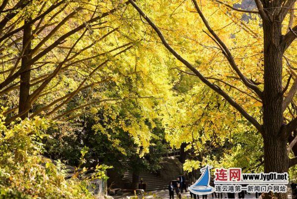TIM截图20201104171015