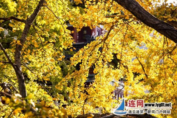 TIM截图20201104171031
