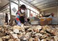 江苏海头：小镇日发货量超十万件，卖海鲜的网红们全面复工