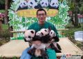 29年饲养大熊猫30多只  “熊猫奶爸”用爱心和担当“喂”出世界纪录