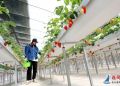 连云港东海：科技驱动让农业更丰“甜”