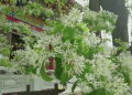 连云港800岁糯米茶古树开花了