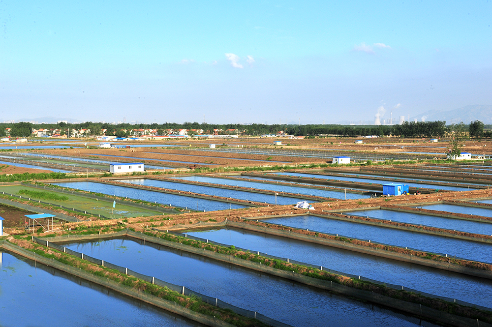 海州區水產養殖-劉聰攝 (3)