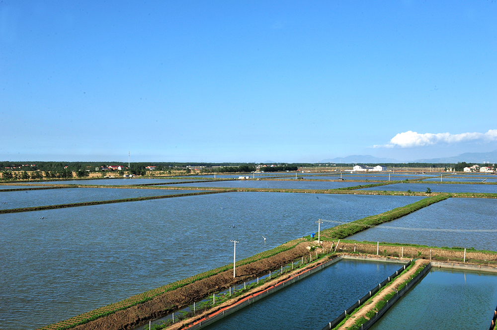 海州區水產養殖-劉聰攝 (5)